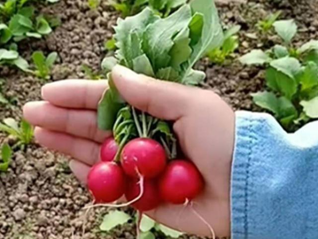 Thị trường - Tiêu dùng - Cô gái bỏ thành phố về quê trồng củ cải "tí hon", bán gần 550.000/kg