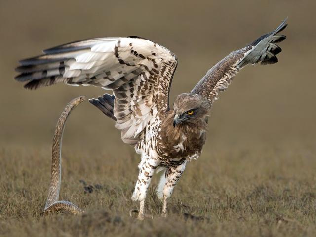 Thế giới - Ảnh: Cuộc tử chiến giữa đại bàng và rắn chuột