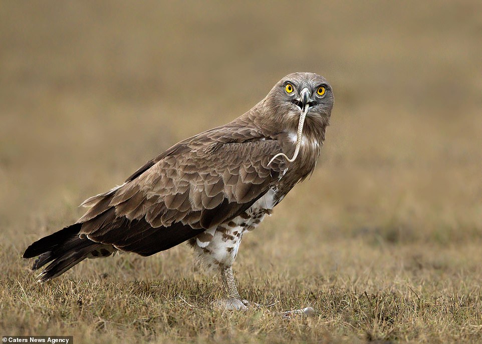 Ảnh: Cuộc tử chiến giữa đại bàng và rắn chuột - 7