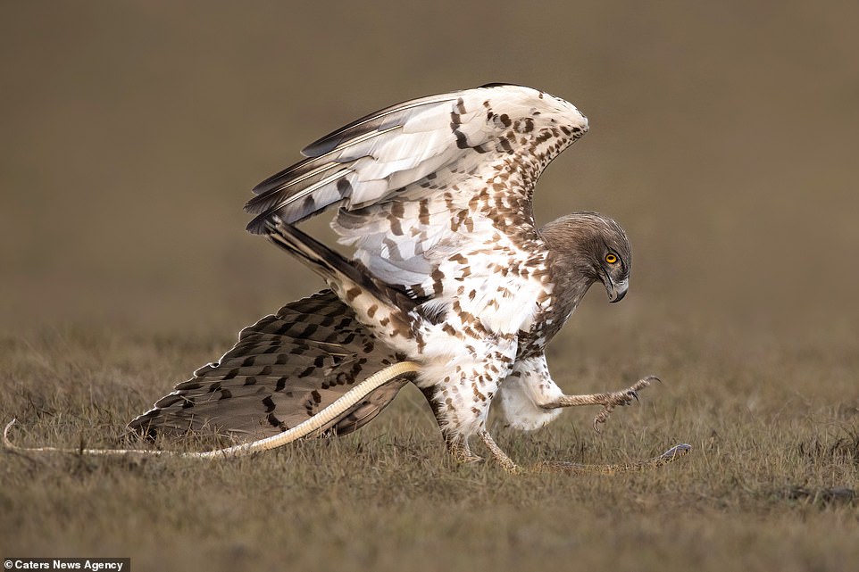 Ảnh: Cuộc tử chiến giữa đại bàng và rắn chuột - 5