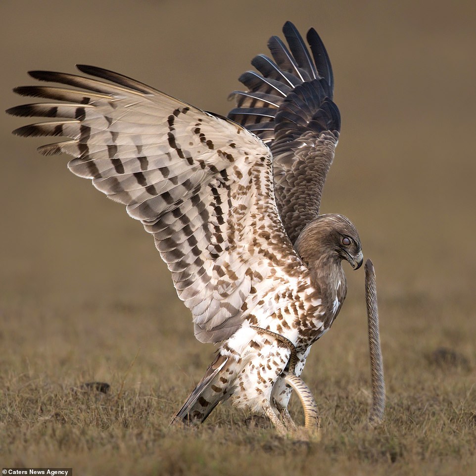 Ảnh: Cuộc tử chiến giữa đại bàng và rắn chuột - 3