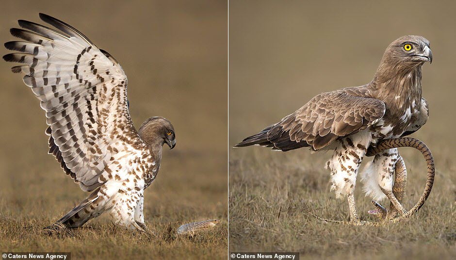 Ảnh: Cuộc tử chiến giữa đại bàng và rắn chuột - 2