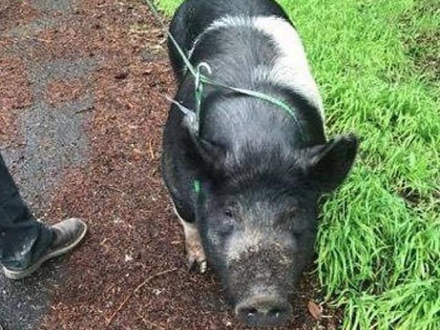 Lợn 2 tạ nuôi trong nhà đi lạc, không ngờ bị hàng xóm xẻ thịt làm bữa tối