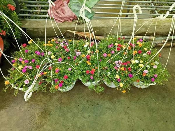 Lạ đời hoa mười giờ nở hoa cả ngày không “ngủ” - 2