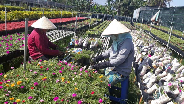 Lạ đời hoa mười giờ nở hoa cả ngày không “ngủ” - 3