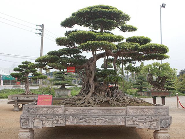 Thị trường - Tiêu dùng - Sanh “Long chúa” đắt ngang 20 lô đất, chủ nhân vẫn không bán