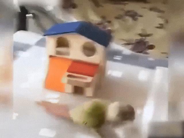 Video Clip Cười - Đã tìm ra chú chim thông minh, láu cá nhất hành tinh