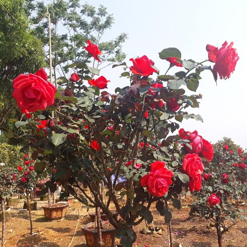 Vườn hồng cổ Trung Quốc bạc tỷ đẹp như mơ độc nhất vô nhị ở Lai Châu - 4