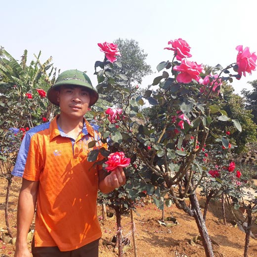 Vườn hồng cổ Trung Quốc bạc tỷ đẹp như mơ độc nhất vô nhị ở Lai Châu - 5