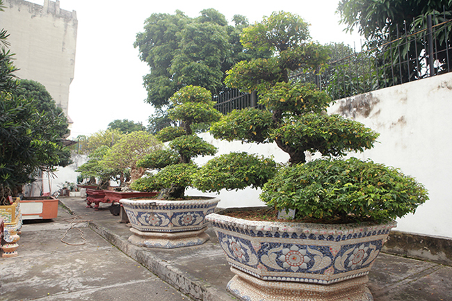 Cặp khế cổ có tên “vợ chồng” trong sân vườn nhà anh Toàn có tuổi đời trên 400 năm. Giới chơi cây đánh giá đây là cặp khế cổ nhất Việt Nam tính đến thời điểm hiện tại.
