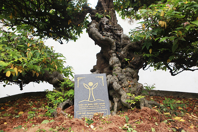 Cặp khế cũng được công nhận là cây di sản Việt Nam. Toàn bộ từ gốc đến thân cây nổi u cục, xù xì, thân uốn lượn.