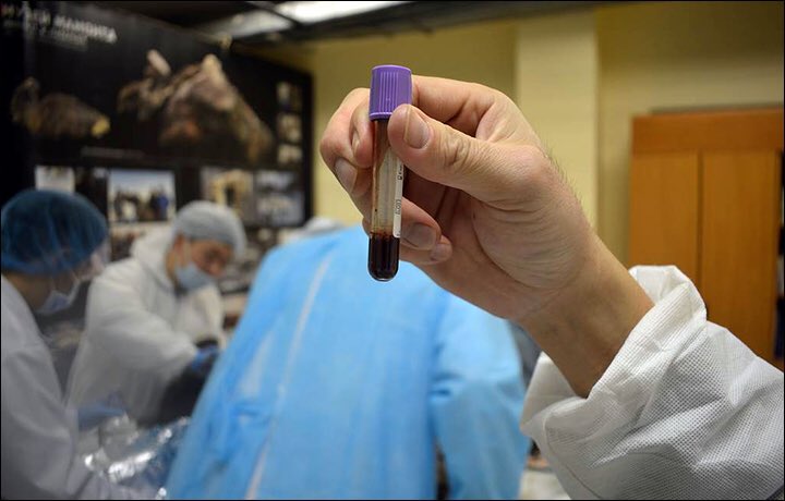 Tìm thấy máu tươi có thể giúp hồi sinh xác ướp sinh vật 42.000 năm tuổi - 2