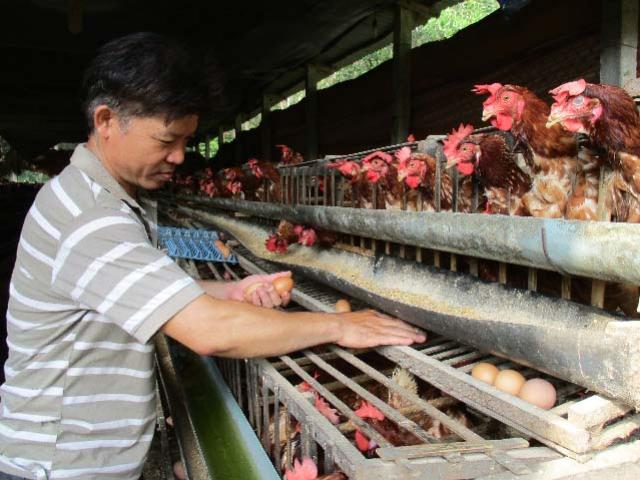 Quảng Nam: Nuôi gà siêu trứng, dưới ao thả cá, lãi 12 triệu/tháng
