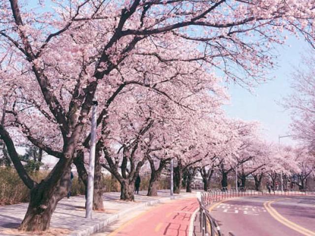 Tin tức trong ngày - Khách Việt tăng đột biến, Đại sứ quán Hàn Quốc thay đổi nơi tiếp nhận hồ sơ xin visa