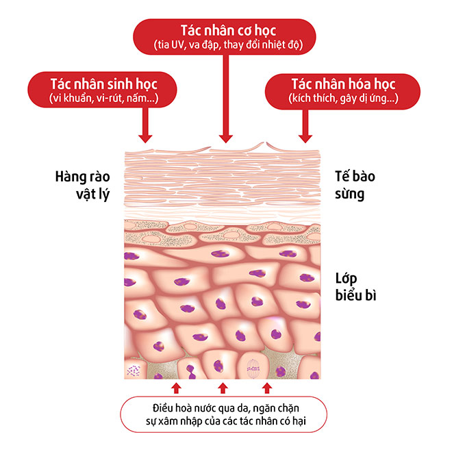 Giải mã hoạt động của “bộ máy” đề kháng da - 1