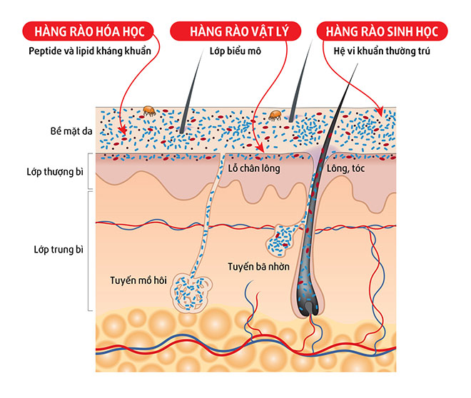 Giải mã hoạt động của “bộ máy” đề kháng da - 2