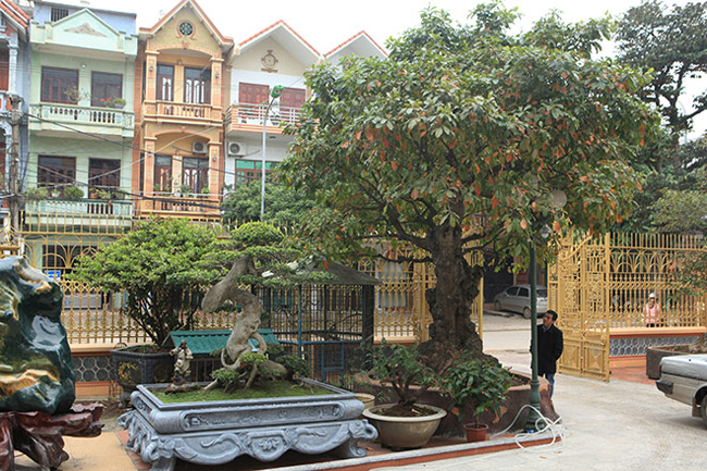 Cây lộc vừng cổ thụ được trồng ngay cổng nhà anh Phan Văn Toàn (TP. Việt Trì, Phú Thọ). Cây cao khoảng 5m nhưng kỳ lạ phần gốc phình to ra bất thường, đường kính gốc lến đến 2,2m