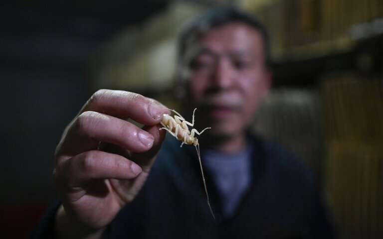 Người đàn ông Trung Quốc nuôi hàng triệu con gián làm mồi nhậu - 1
