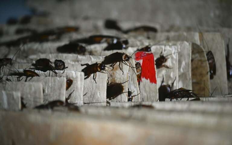 Người đàn ông Trung Quốc nuôi hàng triệu con gián làm mồi nhậu - 4