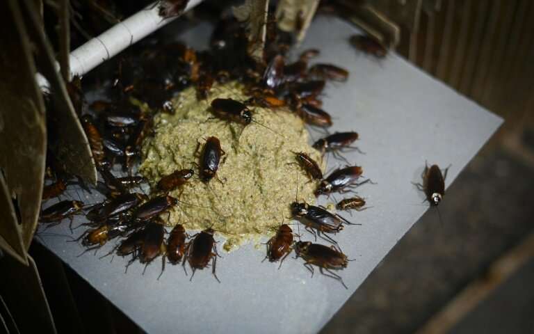 Người đàn ông Trung Quốc nuôi hàng triệu con gián làm mồi nhậu - 3