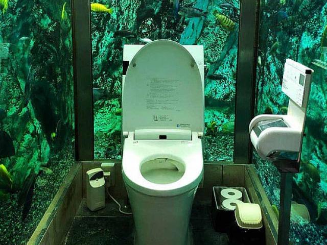 Phi thường - kỳ quặc - Trải nghiệm đi toilet giữa bể cá khổng lồ tại quán cà phê Nhật