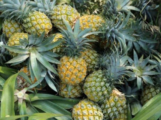 Thị trường - Tiêu dùng - Nghệ An: Dứa chín vàng, quả to bự mà giá không nổi 3.000 đồng/kg