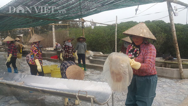 Nam Định: Săn vàng trắng nổi lập lờ ven bờ biển, kiếm chục triệu/ngày - 1
