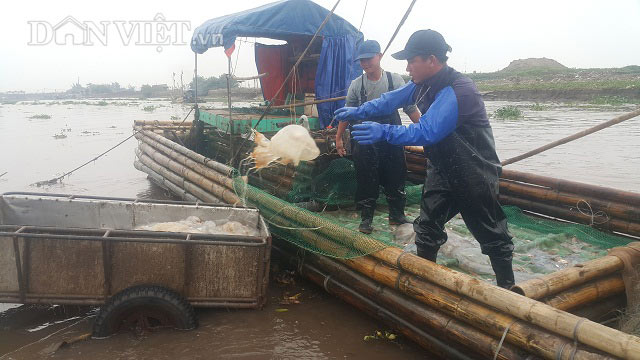 Nam Định: Săn vàng trắng nổi lập lờ ven bờ biển, kiếm chục triệu/ngày - 2
