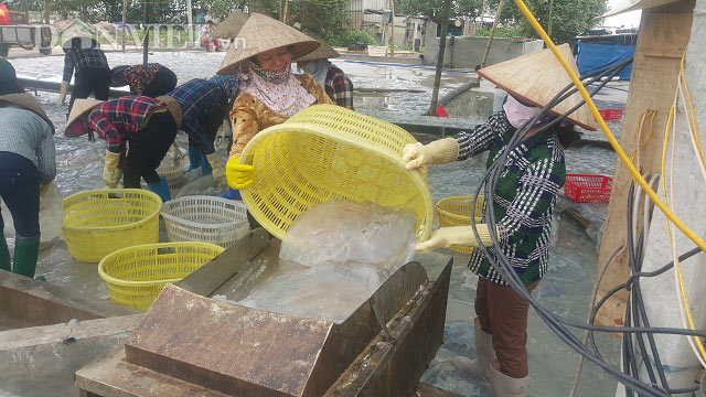 Nam Định: Săn vàng trắng nổi lập lờ ven bờ biển, kiếm chục triệu/ngày - 3