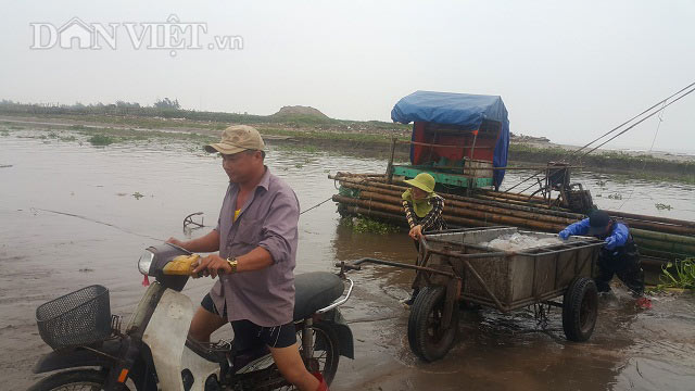Nam Định: Săn vàng trắng nổi lập lờ ven bờ biển, kiếm chục triệu/ngày - 6