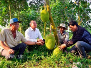 Thị trường - Tiêu dùng - Kiên Giang: Mít Thái giá 500 ngàn/trái, lái vô tận vườn đòi mua