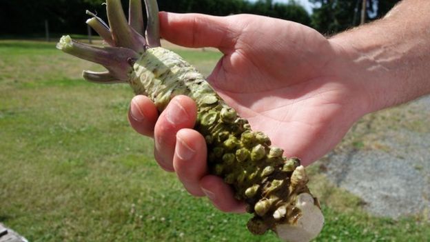 "Phát sốt" loại củ đắng lè, cay cực mạnh lên tận óc: Giá 2 triệu/kg - 1