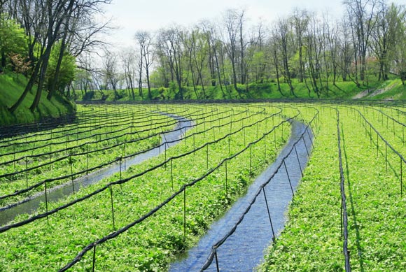 "Phát sốt" loại củ đắng lè, cay cực mạnh lên tận óc: Giá 2 triệu/kg - 10