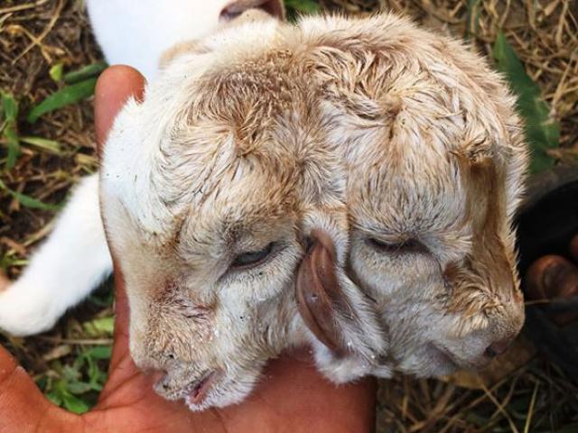 Tin tức trong ngày - Người dân ùn ùn đến xem dê con 2 đầu