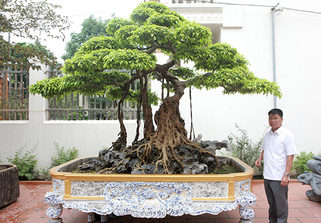 Anh Phan Văn Toàn (TP. Việt Trì, PhúThọ), chủ sở hữu cây sanh đắt giá cho biết, tác phẩm tên “Nỏ thần” này được gọi là cây sanh “vua” bởi đây là cây sanh nguồn gốc từ cung đình Huế xưa. Trước các cụ đặt tên là “Phong vân thập toàn” sau này nhìn giống như một chiếc nỏ nên đã đặt lại là “Nỏ thần”.