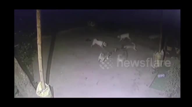Video: Đàn chó tử chiến hổ mang chúa hung hãn và kết cục đau lòng - 1