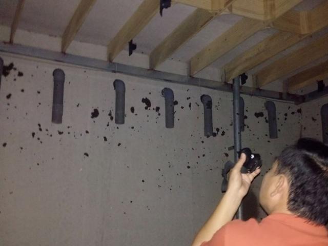 Thị trường - Tiêu dùng - Giá 5 triệu đồng/tổ yến: Đưa chim yến vào luật vì quản lý lộn xộn