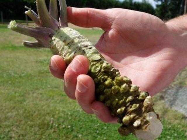 Thị trường - Tiêu dùng - "Phát sốt" loại củ đắng lè, cay cực mạnh lên tận óc: Giá 2 triệu/kg