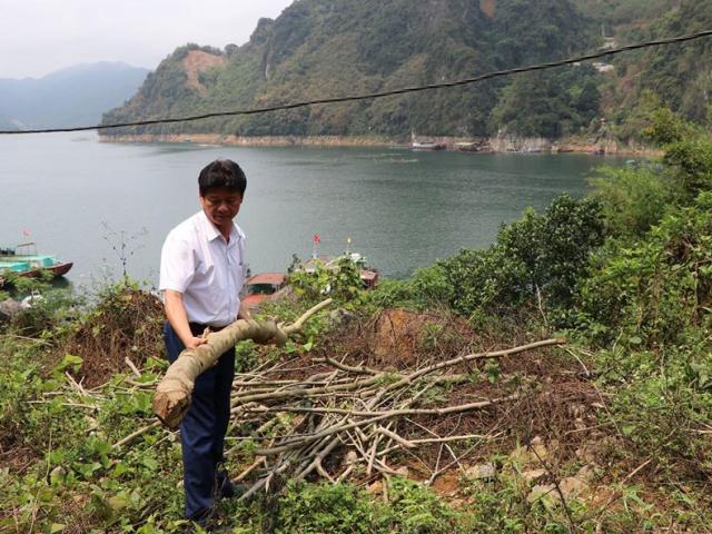 Tin tức trong ngày - Hòa Bình: Kinh hoàng 200 cây sưa 10 năm tuổi bị kẻ xấu cưa đổ gục