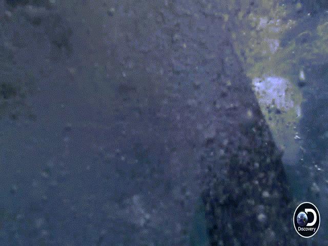 Thế giới - Mang danh "sát thủ đại dương", cá mập sợ "chạy cong đuôi" khi gặp loài vật này