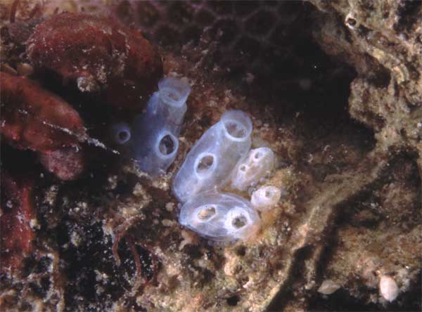 Phát hiện sinh vật chưa từng thấy ở đáy sâu nhất Ấn Độ Dương - 1