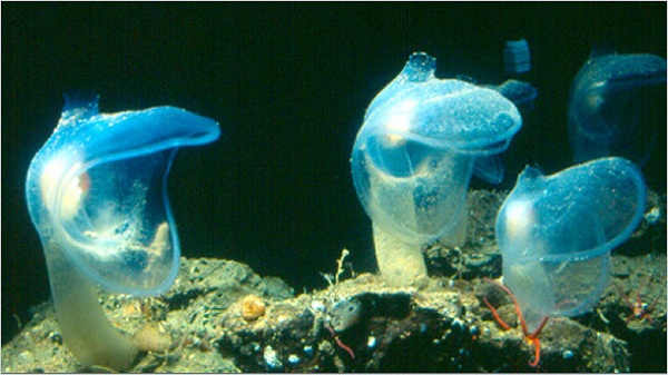 Phát hiện sinh vật chưa từng thấy ở đáy sâu nhất Ấn Độ Dương - 2