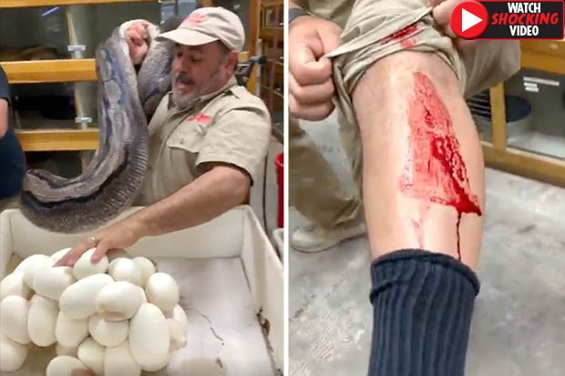 Video: Trăn khổng lồ cắn ngập răng vào người để bảo vệ trứng - 1