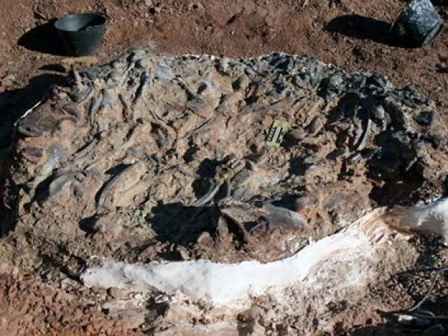 Du lịch - Kinh hoàng "nghĩa địa khủng long" khổng lồ thời tiền sử ở Nam Mỹ