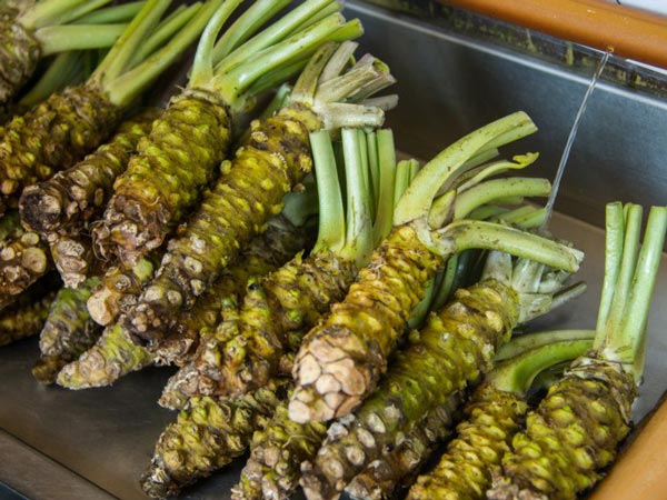 "Phát sốt" loại củ đắng lè, cay cực mạnh lên tận óc: Giá 2 triệu/kg - 2