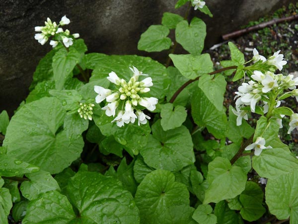 "Phát sốt" loại củ đắng lè, cay cực mạnh lên tận óc: Giá 2 triệu/kg - 4