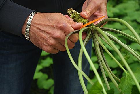 "Phát sốt" loại củ đắng lè, cay cực mạnh lên tận óc: Giá 2 triệu/kg - 5