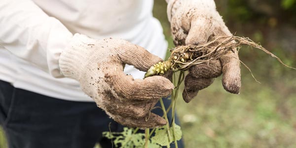 "Phát sốt" loại củ đắng lè, cay cực mạnh lên tận óc: Giá 2 triệu/kg - 8