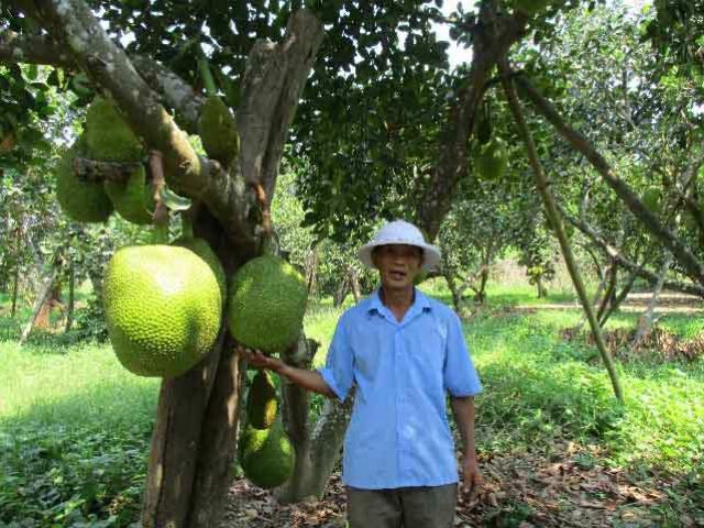 Quảng Nam: Đếm tiền ”khỏe re” từ cây ra quả ”khổng lồ”, thơm cả xóm