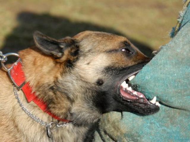 Tin tức trong ngày - Thêm một bé trai 7 tuổi bị chó tấn công tử vong